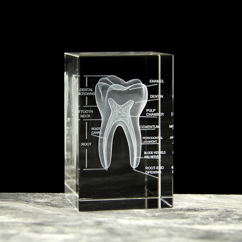 Cube de dents en cristal 3D, modèle d'anatomie, décoration de la maison, cadeaux artisanaux, Souveni