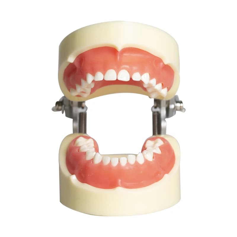 Modèle de dents laiteuses pour enfant, modèle pédagogique oral, modèle de dents humaines, modèle de