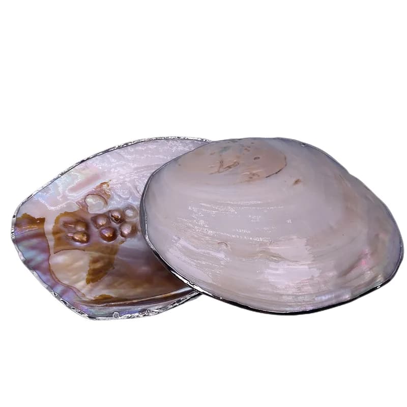 Décoration créative de coquille d'huître de perle, Aquarium naturel poli, paysage aquatique, article