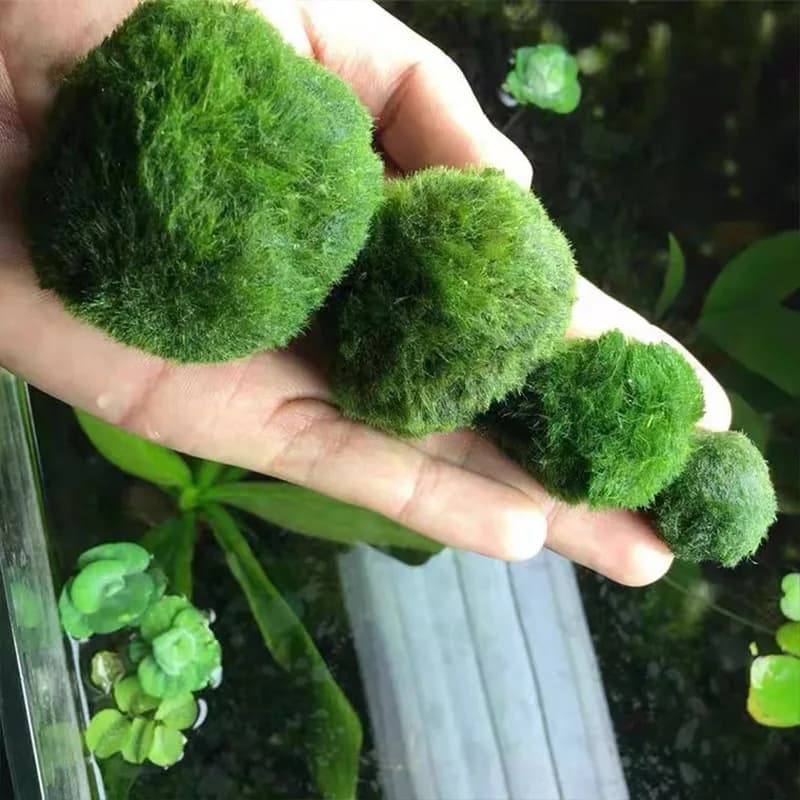 Boules de mousse Marimo, plante d'aquarium vivante, algues, ornement pour aquarium de poissons et cr