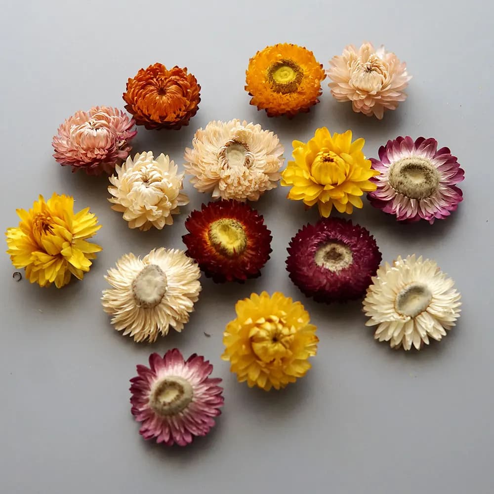 Couronne de chrysanthème séchée naturelle colorée faite à la main, accessoires pour cheveux, matérie