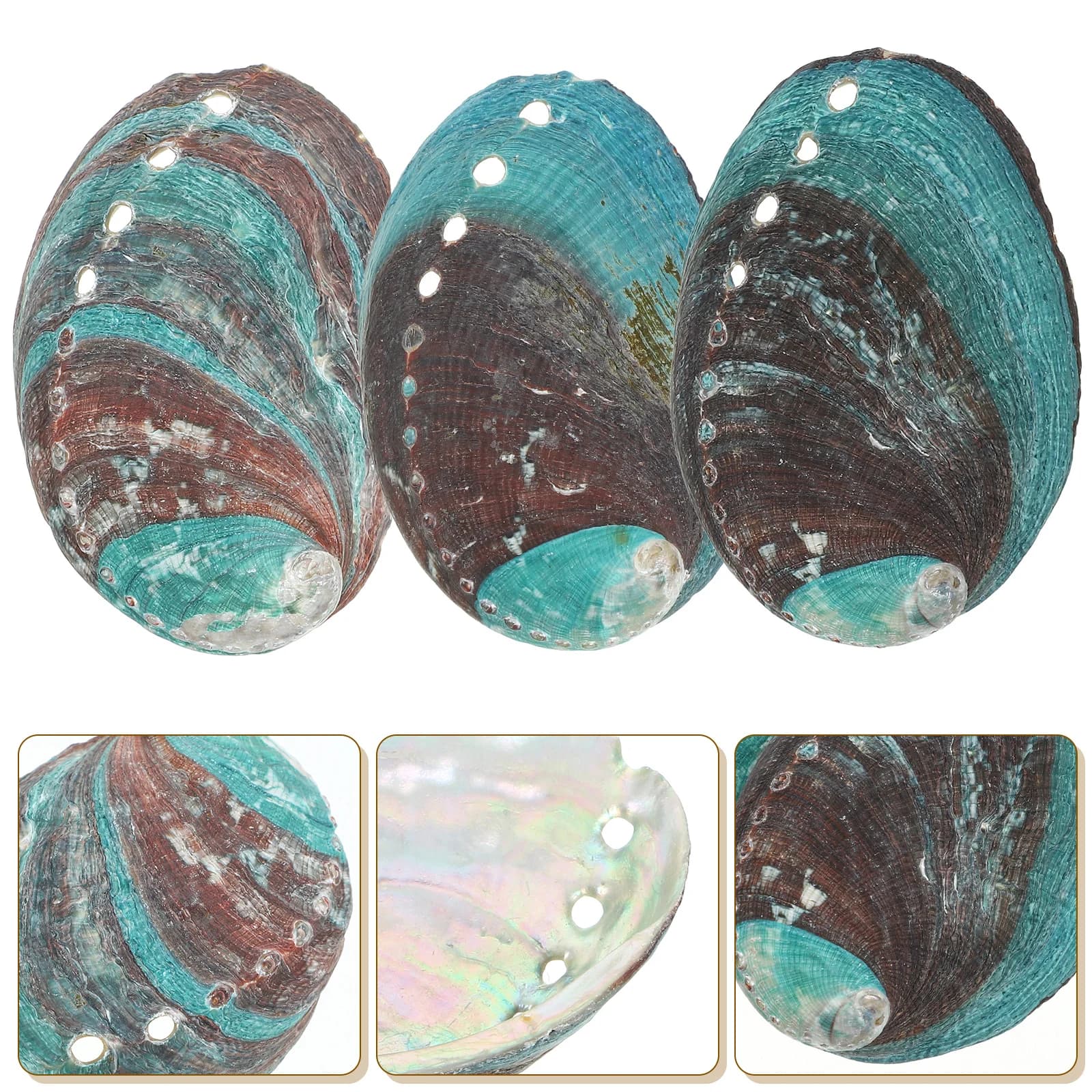 Décor de coquille d'ormeau, 3 pièces, décoration de coquille naturelle, Kit de bol de taches, suppor