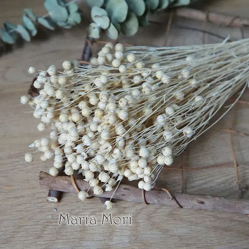 Ormosia Hosiei – vraies fleurs naturelles, 35g/preservées, haricots riches séchés colorés pour Bouqu