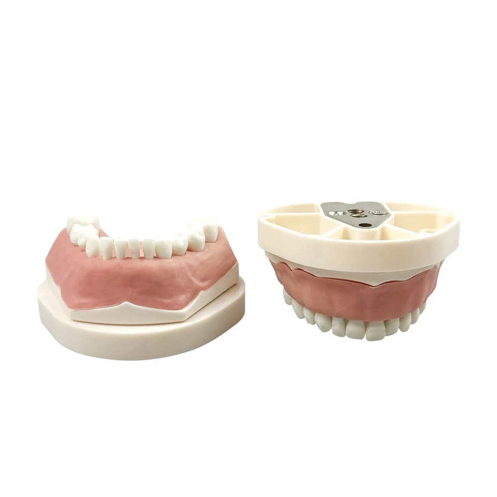 Modèle de pratique de dents caduques pour enfants, avec dents amovibles, 24 dents, dents primaires, 
