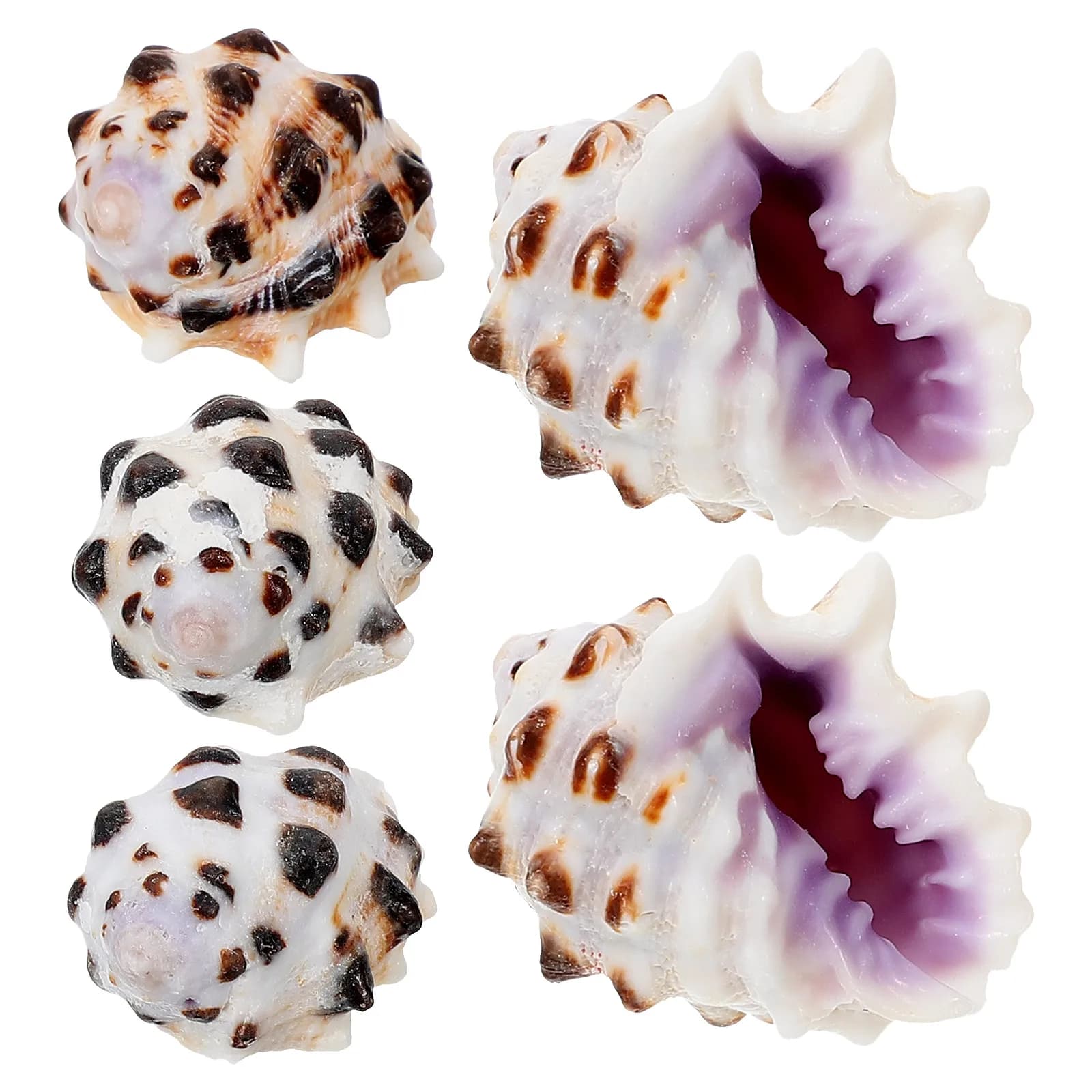 Coquilles de conque décoratives, 5 pièces, coquillages naturels pour Aquarium, aménagement paysager,